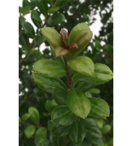 Berg-Ilex 'Josaile'