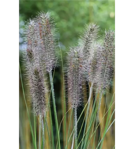 Garten-Federborstengras 'Moudry'