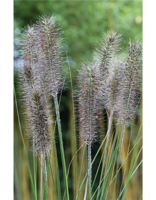 Garten-Federborstengras 'Moudry'