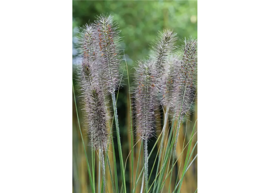 Garten-Federborstengras 'Moudry'