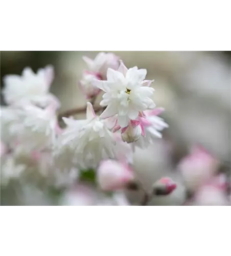 Sternchenstrauch 'Pink Pom-Pom'