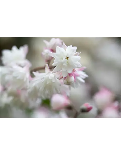 Sternchenstrauch 'Pink Pom-Pom'