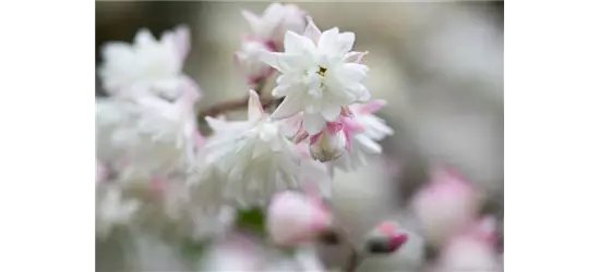 Sternchenstrauch 'Pink Pom-Pom'