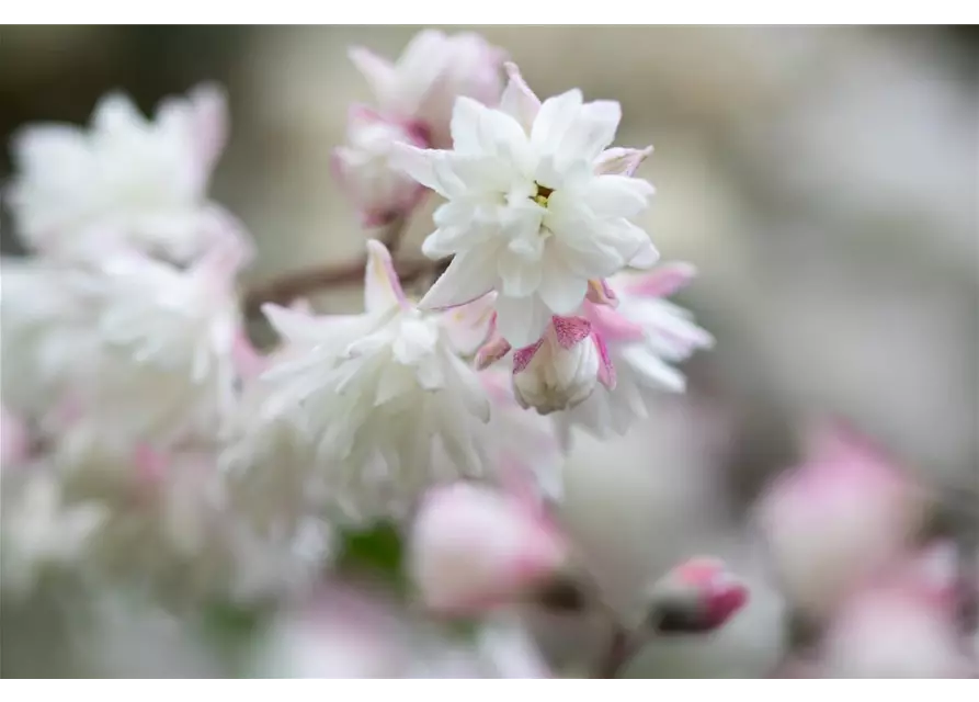 Sternchenstrauch 'Pink Pom-Pom'