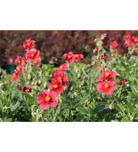 Garten-Sonnenröschen 'Hartswood Ruby'®