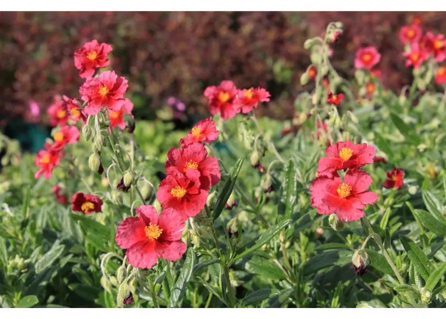 Garten-Sonnenröschen 'Hartswood Ruby'®