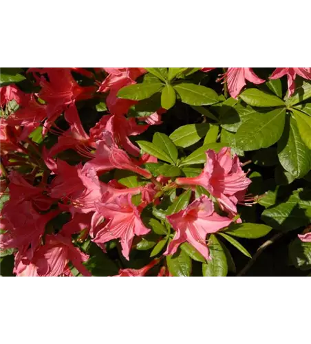 Rhododendron 'Jolie Madame'