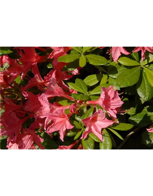 Rhododendron 'Jolie Madame'