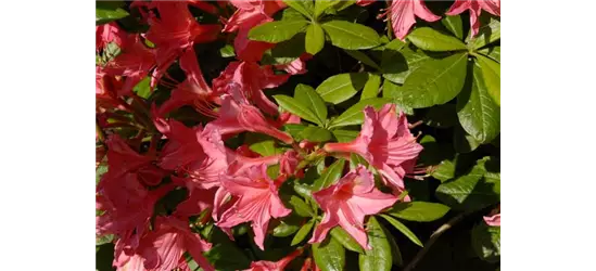 Rhododendron 'Jolie Madame'