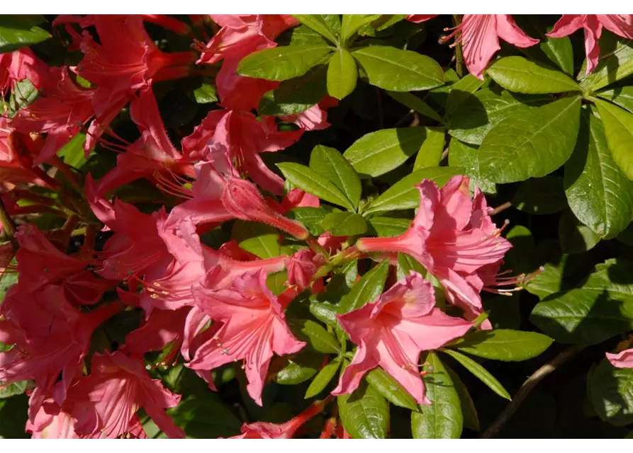 Rhododendron 'Jolie Madame'