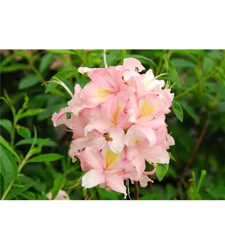 Rhododendron 'Juniduft'