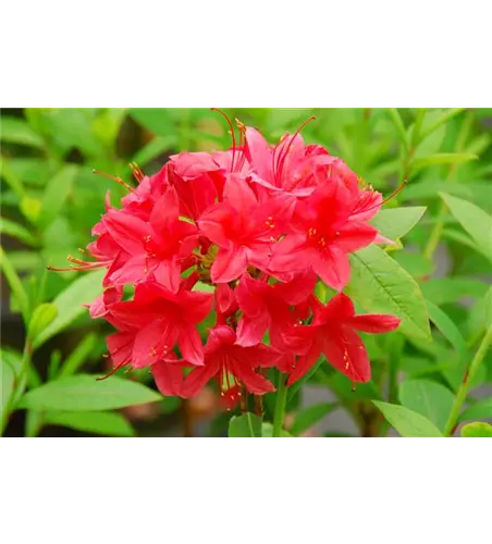 Rhododendron 'Karminduft'