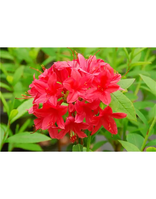 Rhododendron 'Karminduft'