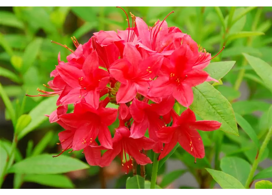 Rhododendron 'Karminduft'