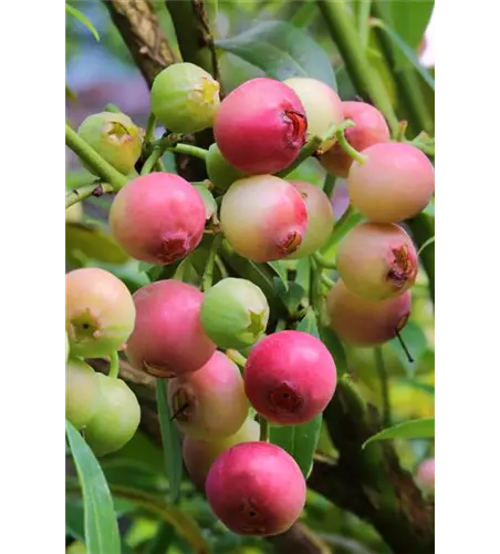 Vaccinium corymbosum 'Pink Lemonade'®