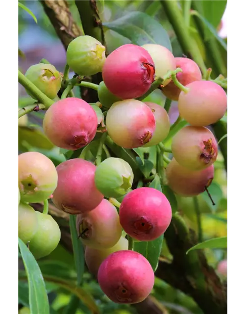 Vaccinium corymbosum 'Pink Lemonade'®