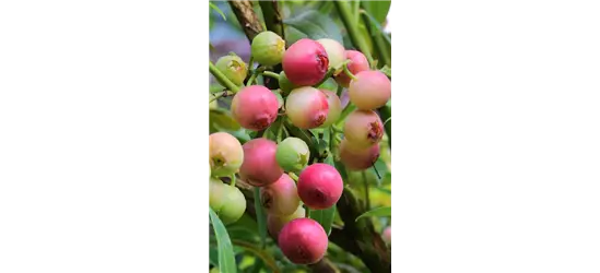 Vaccinium corymbosum 'Pink Lemonade'®