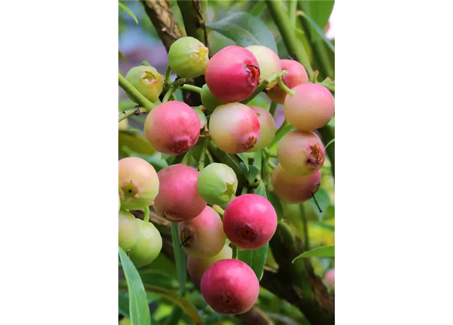 Vaccinium corymbosum 'Pink Lemonade'®