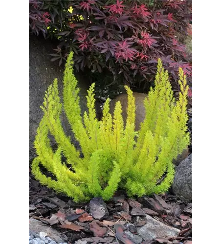 Erica arborea 'Albert's Gold'