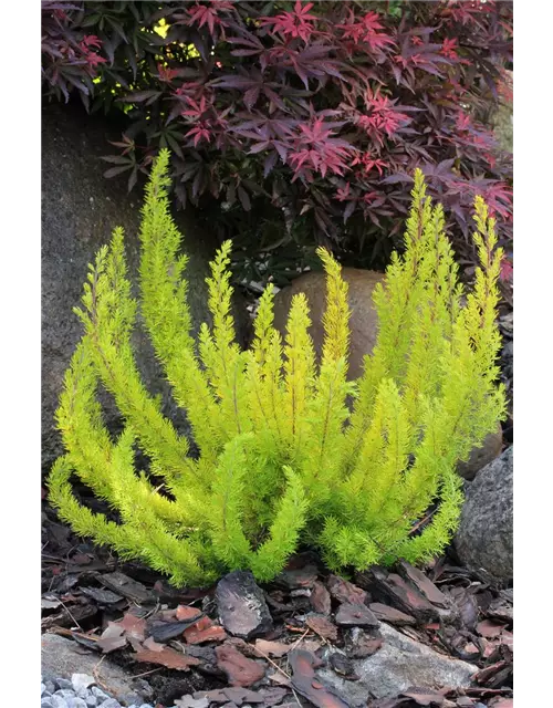 Erica arborea 'Albert's Gold'