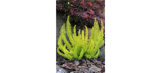 Erica arborea 'Albert's Gold'