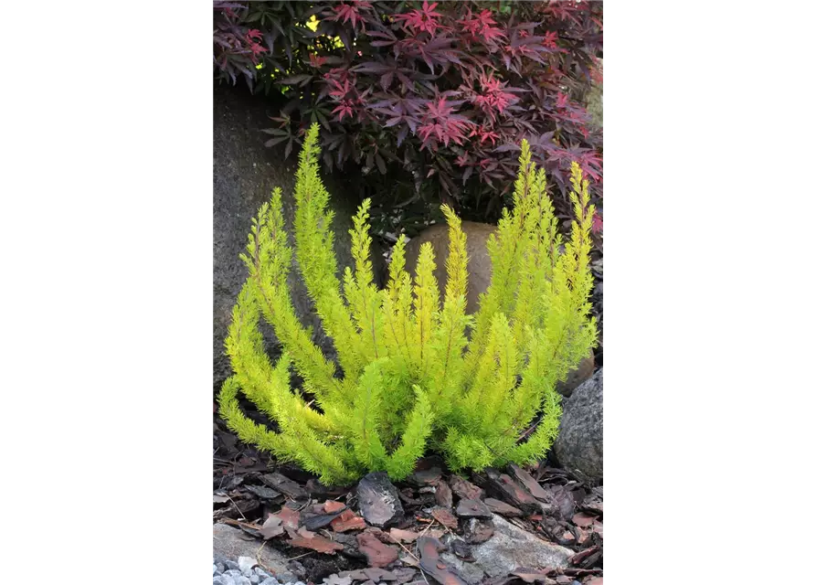 Erica arborea 'Albert's Gold'