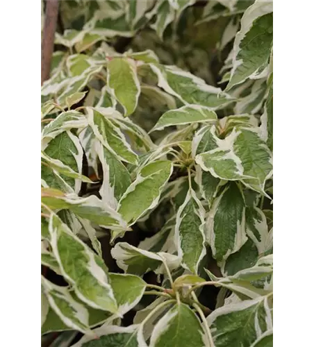 Hoher Weißbunter Etagen-Hartriegel 'Variegata'