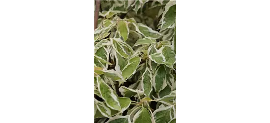 Hoher Weißbunter Etagen-Hartriegel 'Variegata'