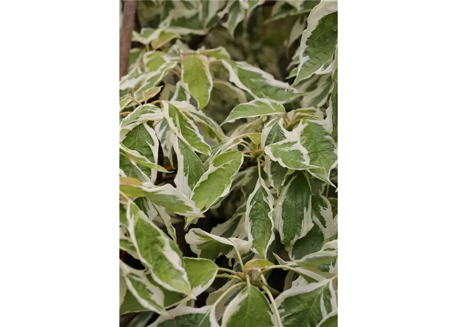 Hoher Weißbunter Etagen-Hartriegel 'Variegata'