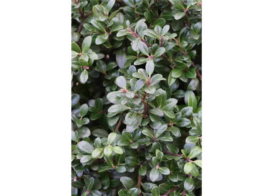 Berg-Ilex 'Glorie Gem'