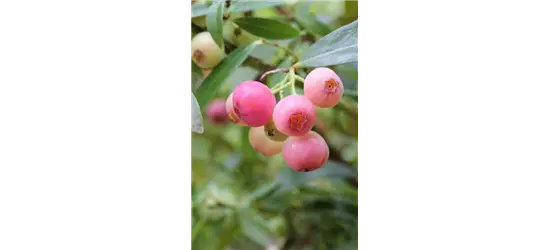 Heidelbeere 'PinkBerry'®