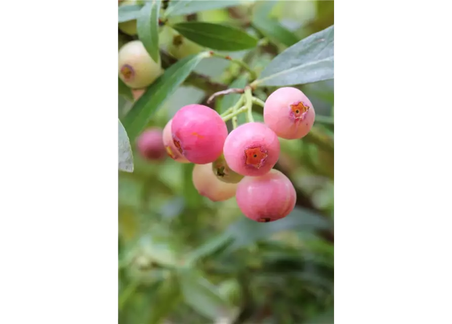 Heidelbeere 'PinkBerry'®