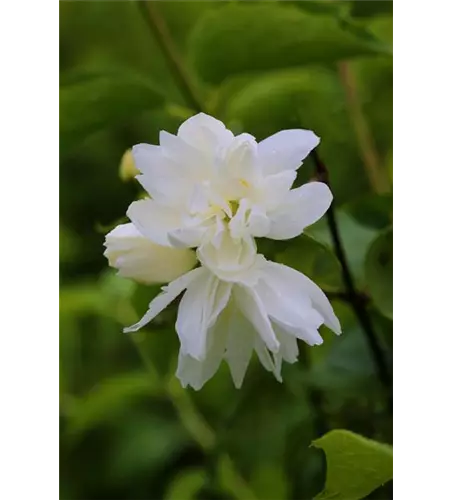 Gartenjasmin 'Snowgoose'