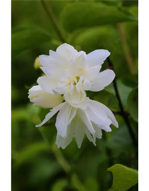 Gartenjasmin 'Snowgoose'