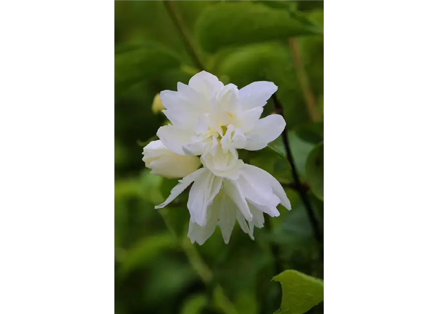 Gartenjasmin 'Snowgoose'