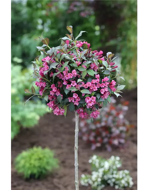 Weigelie 'Minor Black'®