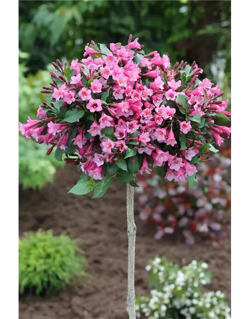 Weigelie 'Minor Black'®