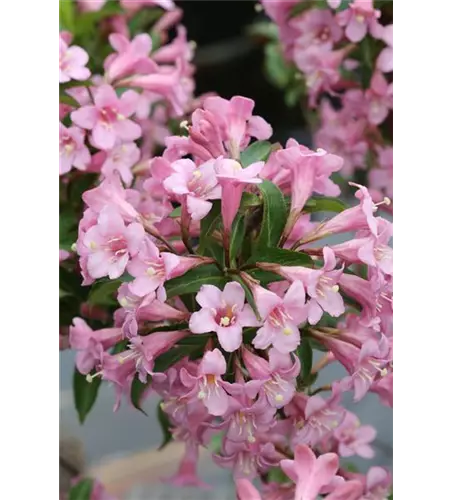 Weigelie 'Pink Poppet'®