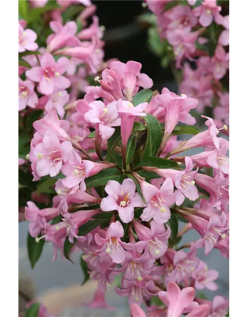 Weigelie 'Pink Poppet'®