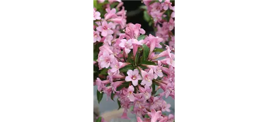 Weigelie 'Pink Poppet'®