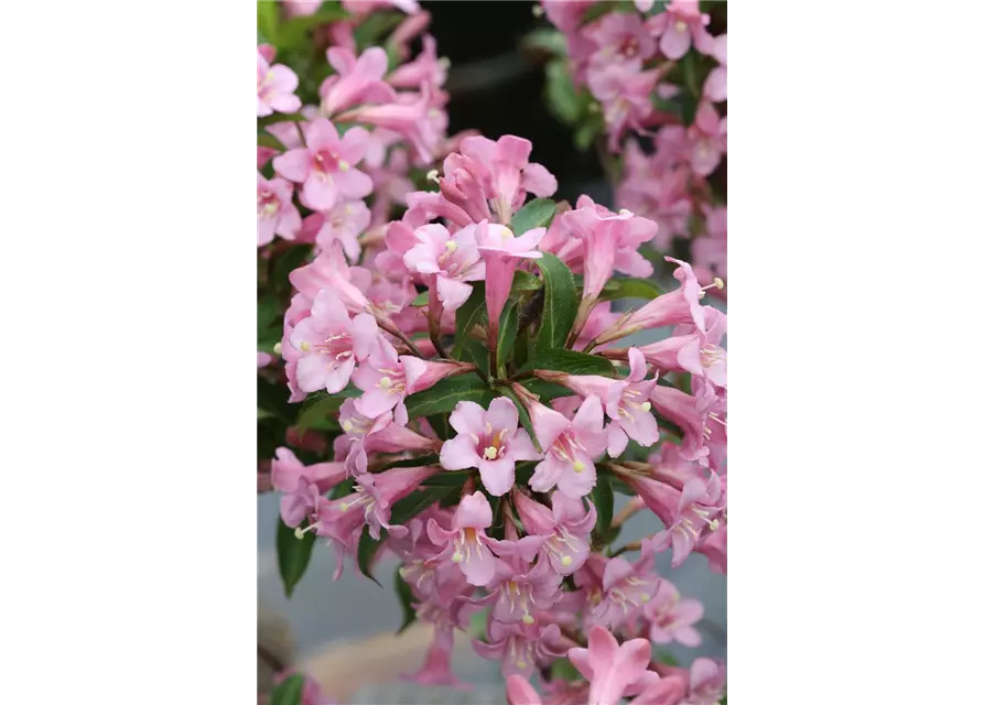 Weigelie 'Pink Poppet'®