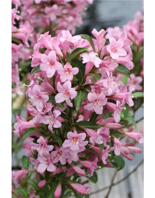 Weigelie 'Pink Poppet'®