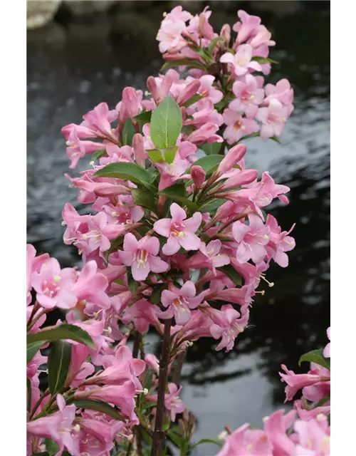 Weigelie 'Pink Poppet'®