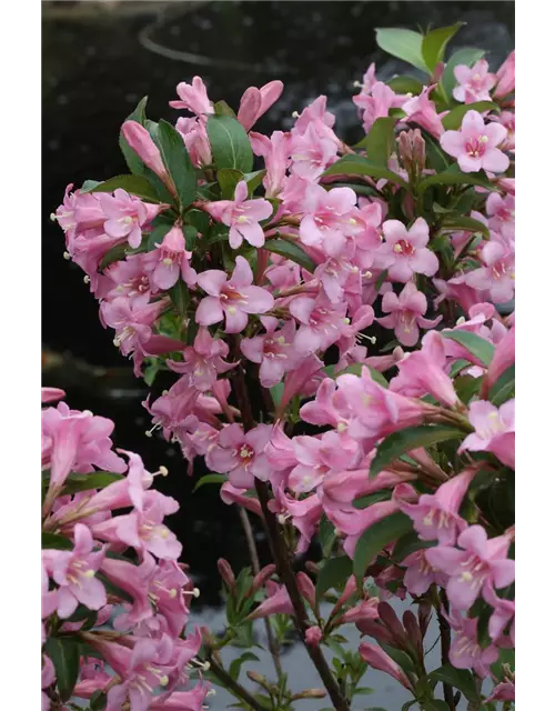 Weigelie 'Pink Poppet'®