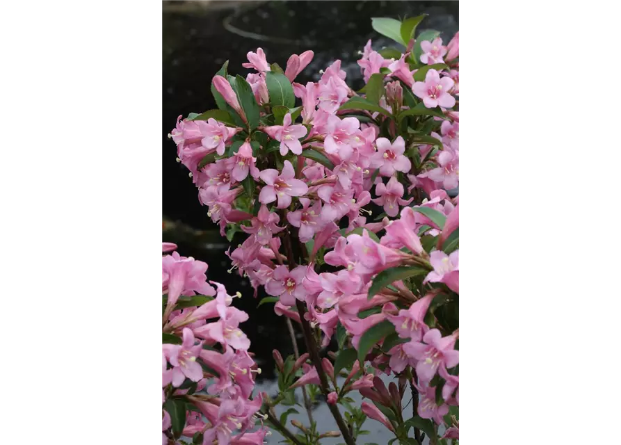 Weigelie 'Pink Poppet'®