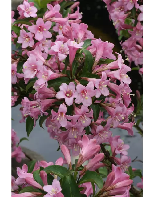 Weigelie 'Pink Poppet'®