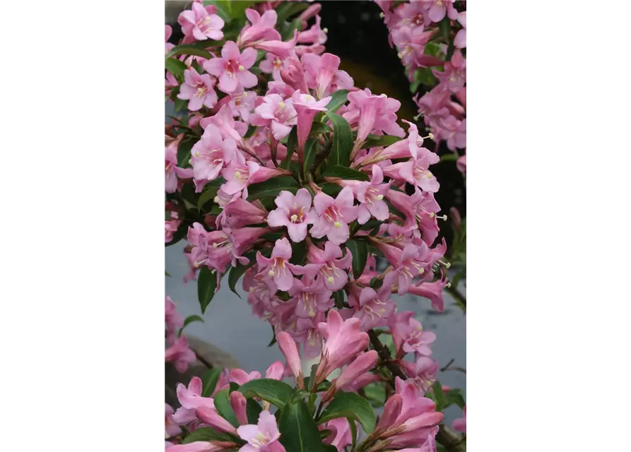 Weigelie 'Pink Poppet'®