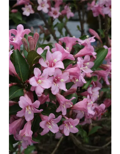 Weigelie 'Pink Poppet'®