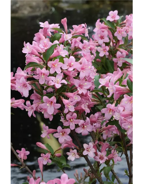 Weigelie 'Pink Poppet'®