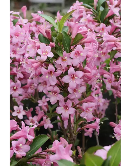 Weigelie 'Pink Poppet'®